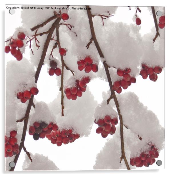 Snowberries Acrylic by Robert Murray