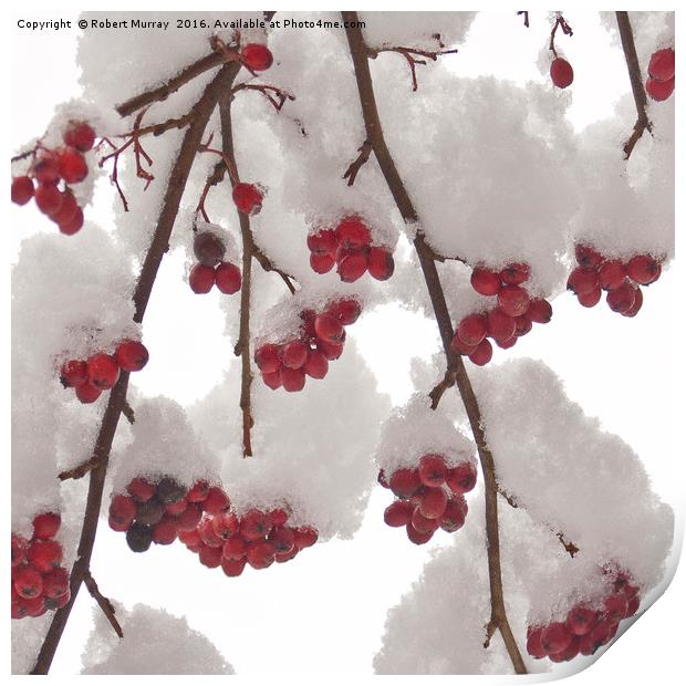Snowberries Print by Robert Murray