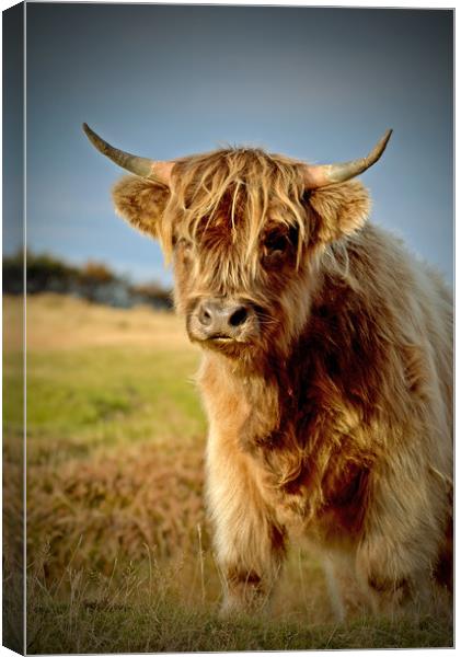 Highland Cattle Canvas Print by graham young