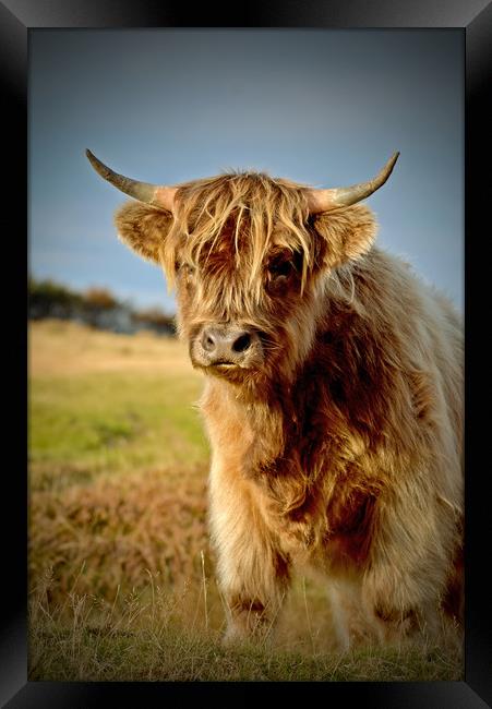 Highland Cattle Framed Print by graham young
