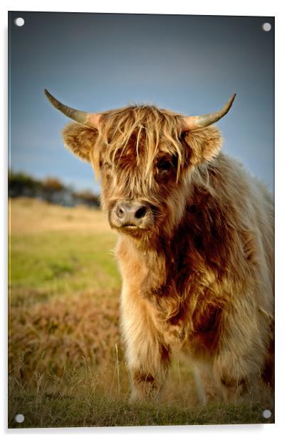 Highland Cattle Acrylic by graham young