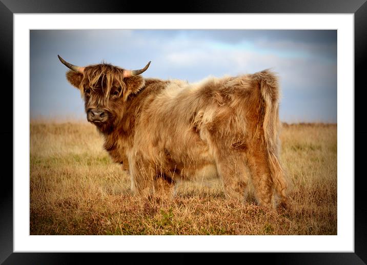 Highland Cow Framed Mounted Print by graham young