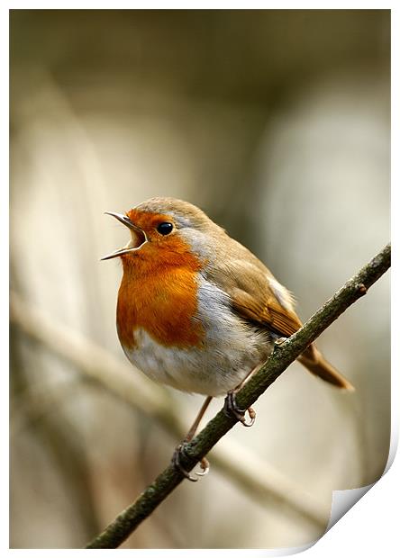 ROBIN IN FULL SONG Print by Anthony R Dudley (LRPS)