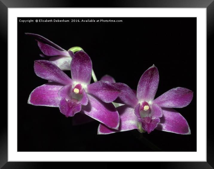 Purple Dendrobium Orchid on Black Framed Mounted Print by Elizabeth Debenham