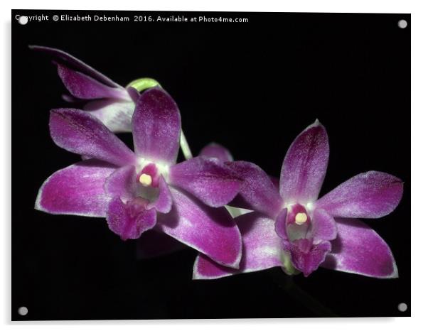 Purple Dendrobium Orchid on Black Acrylic by Elizabeth Debenham