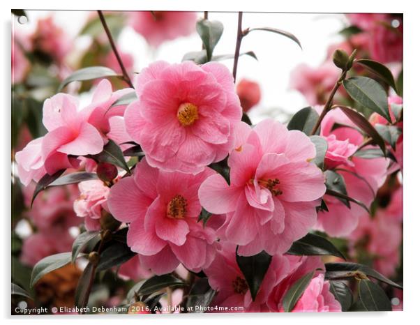 Beautiful Pink Camellia in Full Bloom Acrylic by Elizabeth Debenham