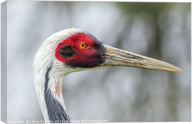 white naped crane Canvas Print by Kelvin Rumsby