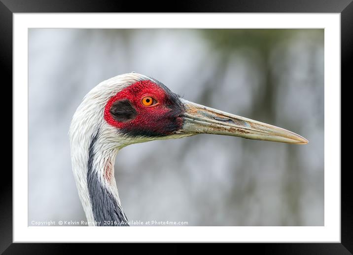 white naped crane Framed Mounted Print by Kelvin Rumsby