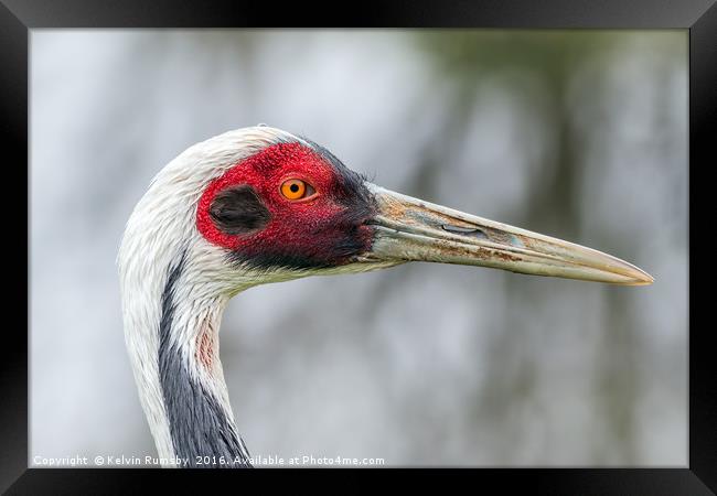 white naped crane Framed Print by Kelvin Rumsby