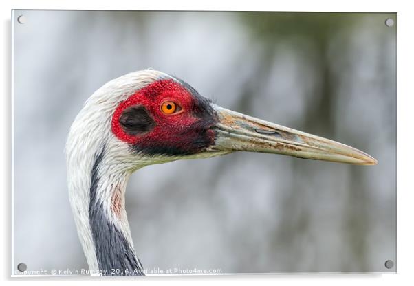 white naped crane Acrylic by Kelvin Rumsby