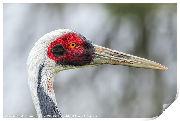 white naped crane Print by Kelvin Rumsby