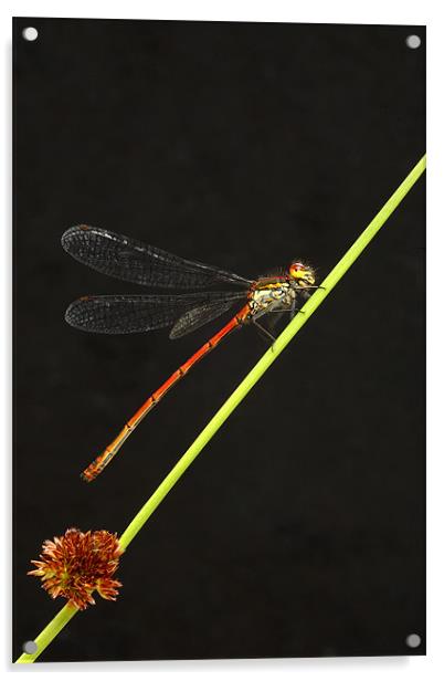LARGE RED DAMSELFLY Acrylic by Anthony R Dudley (LRPS)