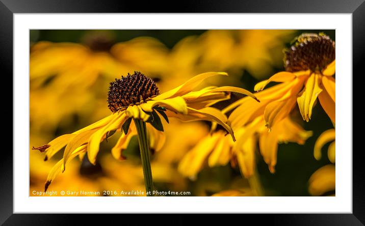 Blackeyed Susan Flower Framed Mounted Print by Gary Norman
