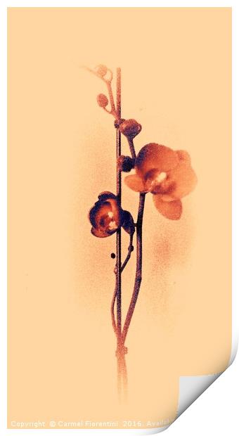 Golden Orchid Print by Carmel Fiorentini