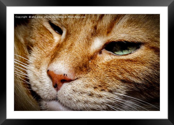 Whiskers Framed Mounted Print by phil pace