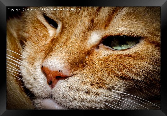 Whiskers Framed Print by phil pace
