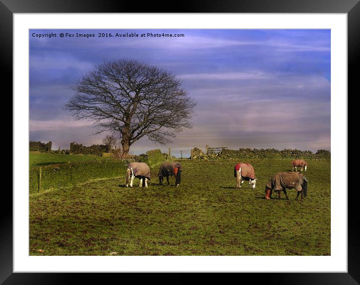 Horses feeding Framed Mounted Print by Derrick Fox Lomax