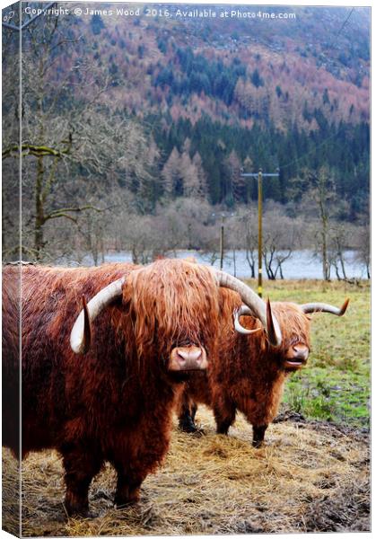Hairy Coos Canvas Print by James Wood