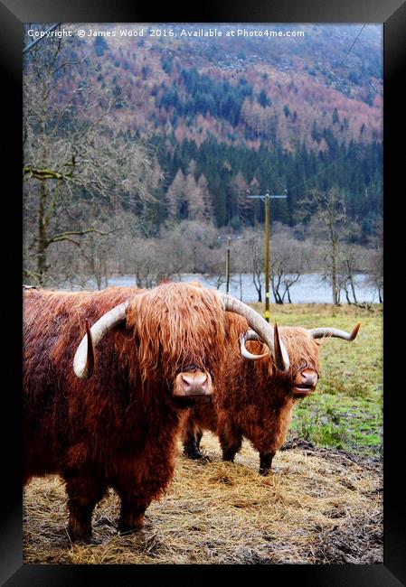Hairy Coos Framed Print by James Wood