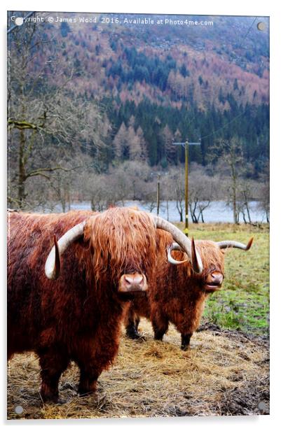 Hairy Coos Acrylic by James Wood