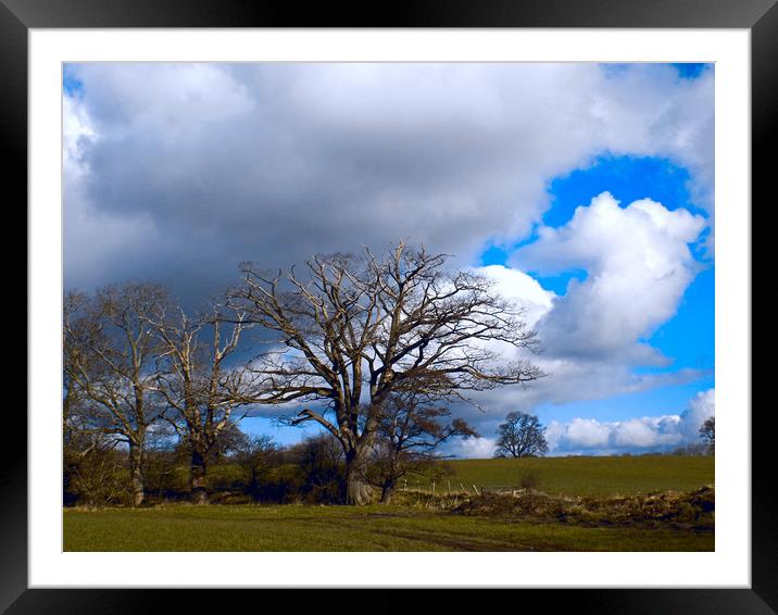 sun bathed trees,herefordshire Framed Mounted Print by paul ratcliffe