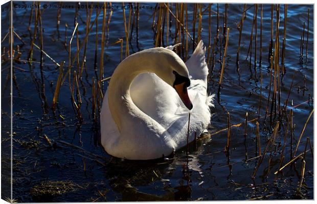 Mute Swan amongst the reeds Canvas Print by Jim Jones