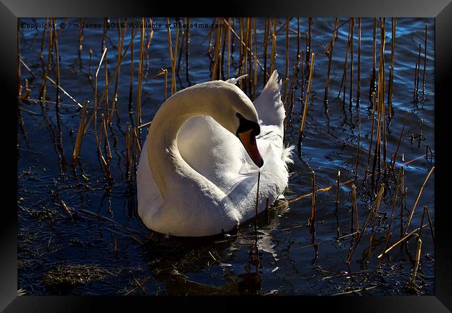 Mute Swan amongst the reeds Framed Print by Jim Jones