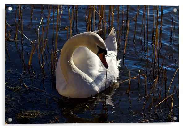 Mute Swan amongst the reeds Acrylic by Jim Jones