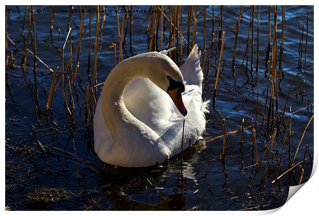 Mute Swan amongst the reeds Print by Jim Jones