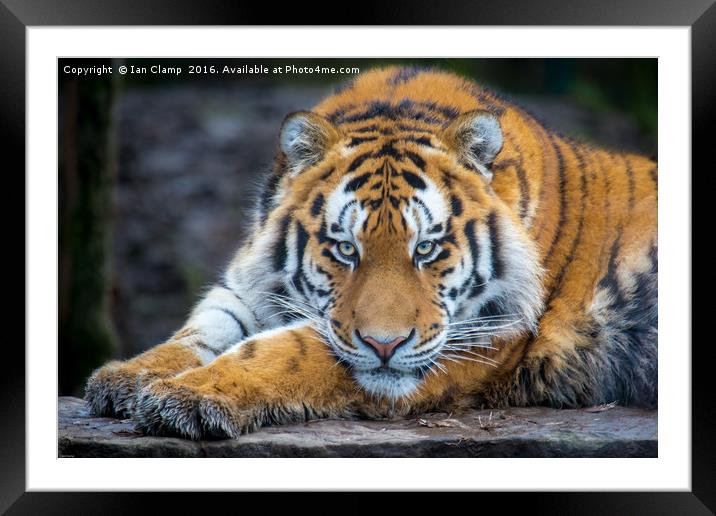 Amur Tiger Framed Mounted Print by Ian Clamp