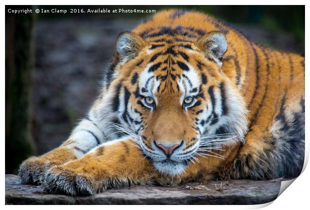 Amur Tiger Print by Ian Clamp