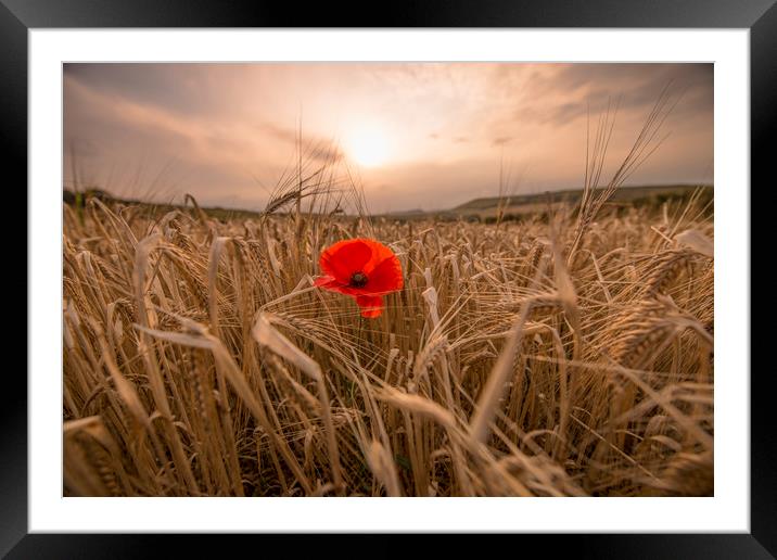 Single red poppy  Framed Mounted Print by Shaun Jacobs