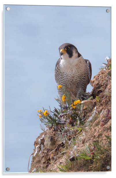 Peregrine Falcon Acrylic by Ian Hufton