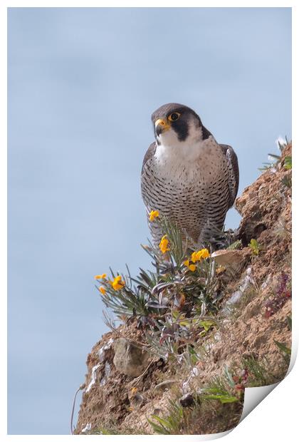 Peregrine Falcon Print by Ian Hufton