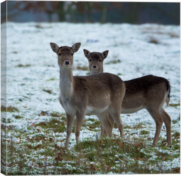 Young deer in winter Canvas Print by Peter Towle