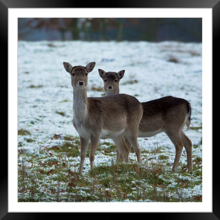 Young deer in winter Framed Mounted Print by Peter Towle