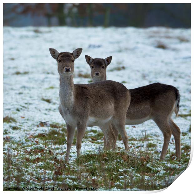 Young deer in winter Print by Peter Towle
