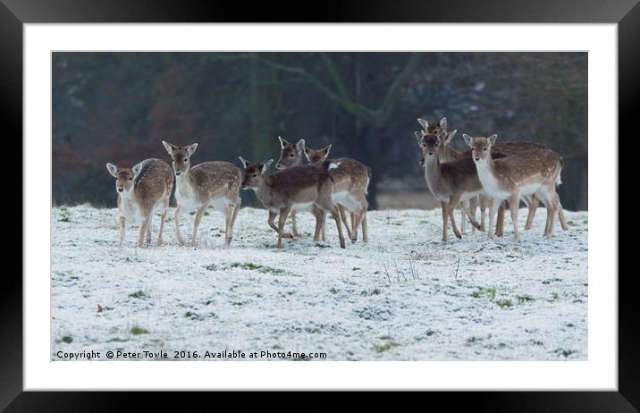 Deer herd in winter Framed Mounted Print by Peter Towle