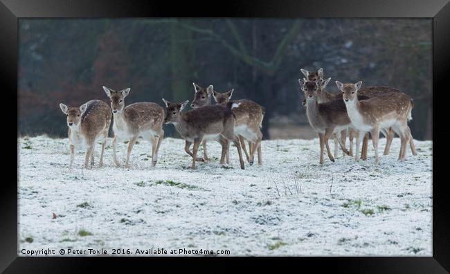 Deer herd in winter Framed Print by Peter Towle