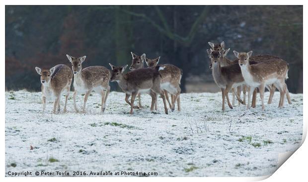 Deer herd in winter Print by Peter Towle