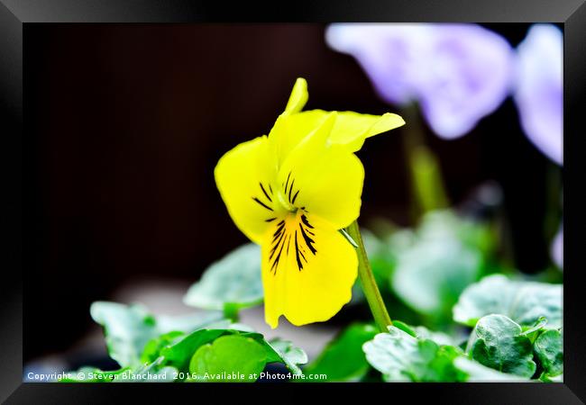 Single summer flower Framed Print by Steven Blanchard