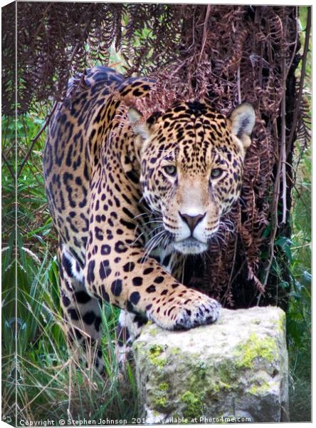 Jaguar Canvas Print by Stephen Johnson