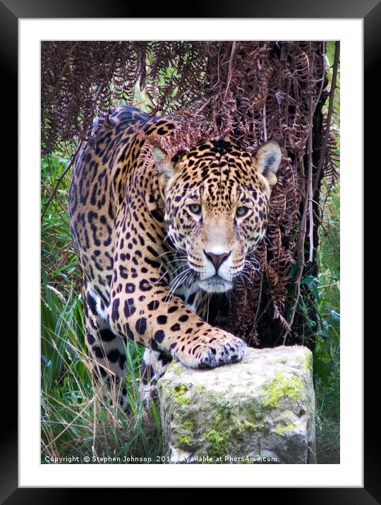 Jaguar Framed Mounted Print by Stephen Johnson