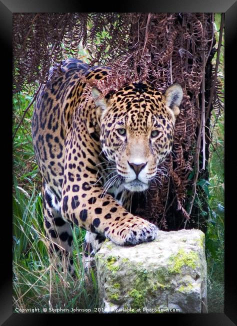 Jaguar Framed Print by Stephen Johnson