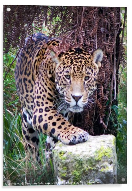 Jaguar Acrylic by Stephen Johnson