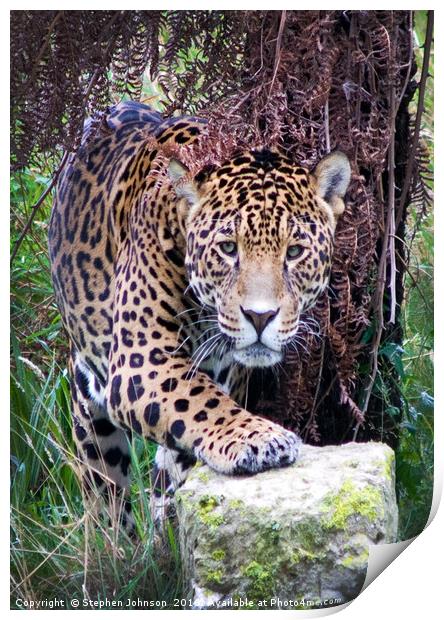 Jaguar Print by Stephen Johnson