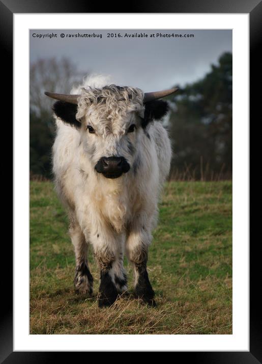High Park Cow Mix Breed Framed Mounted Print by rawshutterbug 