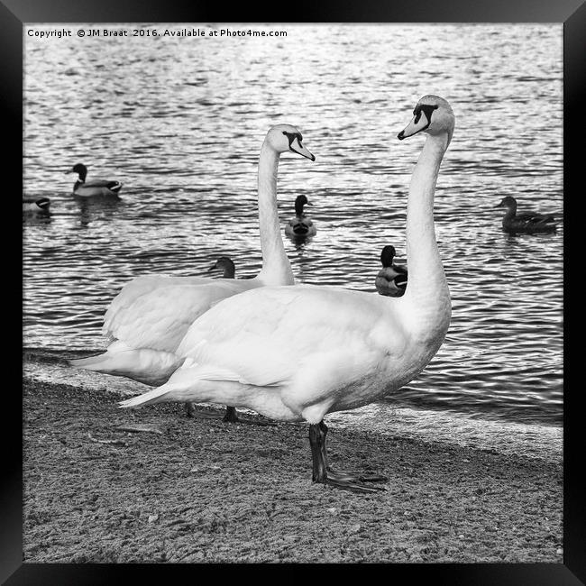 Majestic Swans in Monochrome Framed Print by Jane Braat
