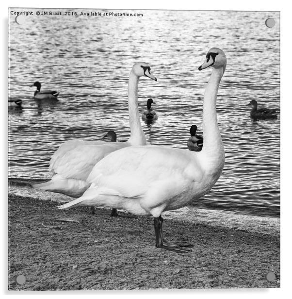 Majestic Swans in Monochrome Acrylic by Jane Braat
