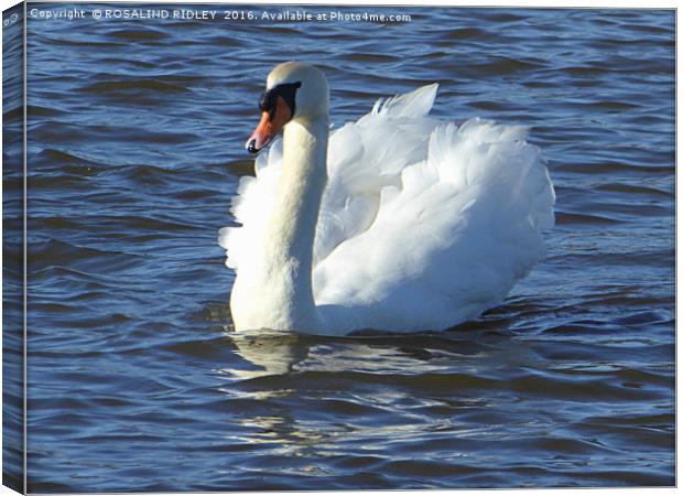 "SWAN IN THE SUNSHINE" Canvas Print by ROS RIDLEY